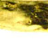 7 Glass Set of 4 Square Edge Gold Plates